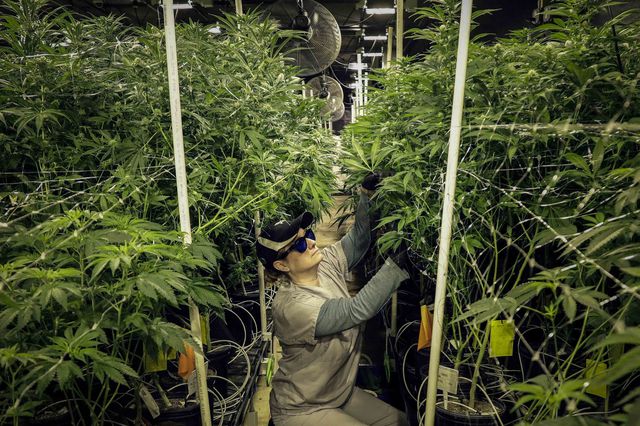 Heather Randazzo, trims marijuana plants at Compassionate Care Foundation's medical marijuana dispensary in Egg Harbor Township, N.J., March 22nd, 2019